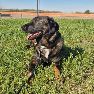 Hundetreffen-Hunde treffen zum Kennenlernen-Bild