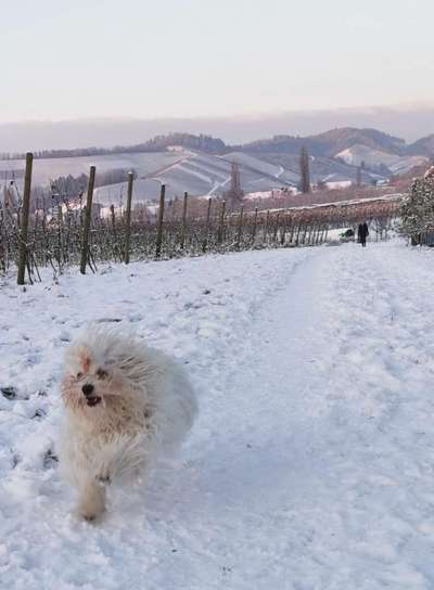 Fotosammlung: ,,Der natürliche Hund" Unbearbeitet, ungestellt und in Natura-Beitrag-Bild