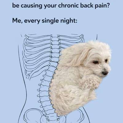 Hunde Memes-Beitrag-Bild