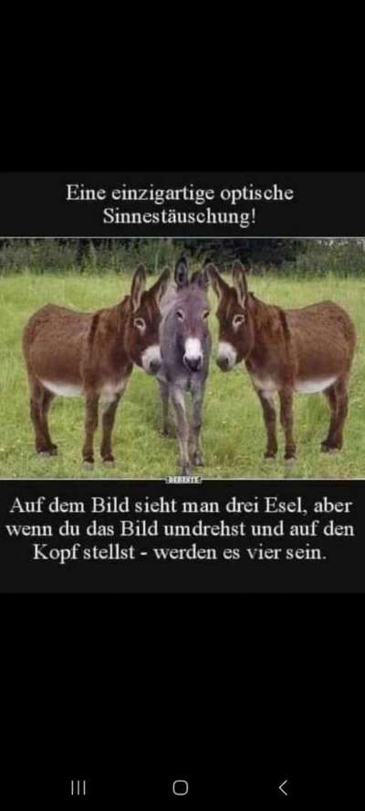 Hunde Memes-Beitrag-Bild