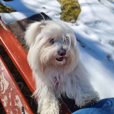 Hundetreffen-Kleinere Hunde als Spielpartner