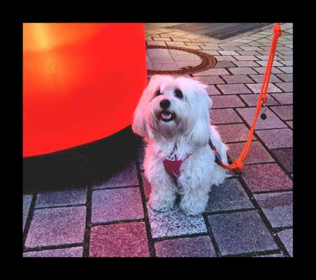 19. Farben  Fottochallenge :
Lieblingsfarbe-Beitrag-Bild