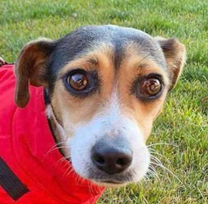 Dogorama Photo Challenge - Hundeblick zum hinschmelzen-Beitrag-Bild