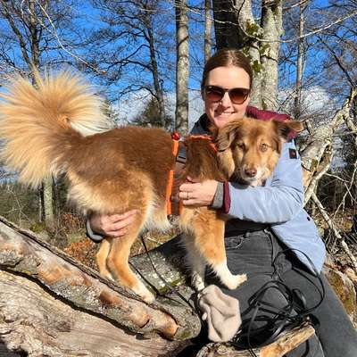 Hundetreffen-Gemeinsam spazieren-Bild