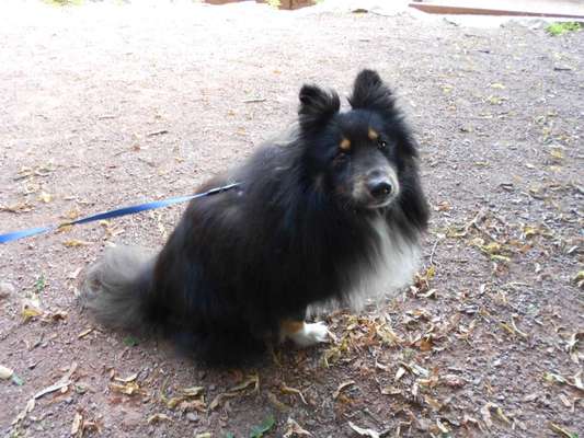 Unsere Fellnasen im Regenbogenland-Beitrag-Bild