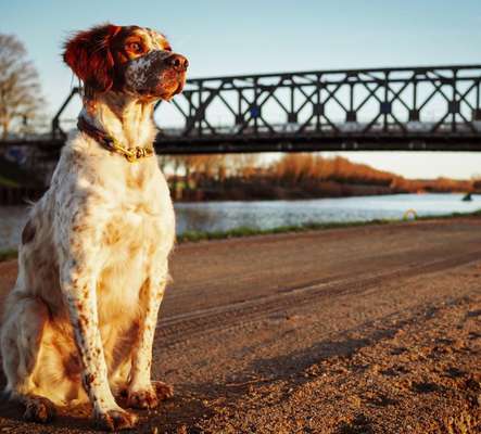 Englisch Setter?-Beitrag-Bild