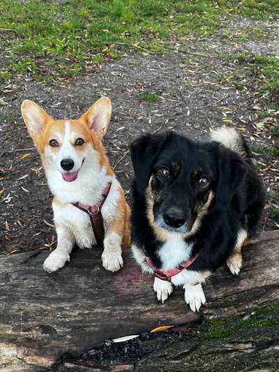 TierschutzhundeStammtisch🐕-Beitrag-Bild