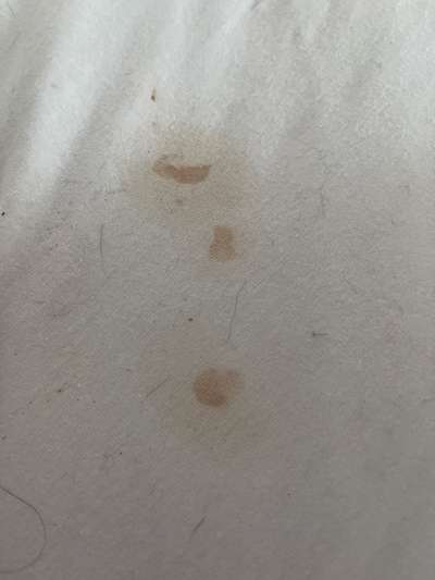 Hund verliert nachts braune Flüssigkeit aus dem Mund, hustet und keucht nach jedem Schluck-Beitrag-Bild