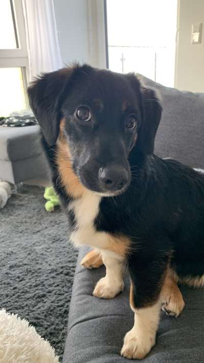 Mischlingshunde Foto Aufruf-Beitrag-Bild