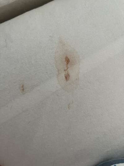 Hund verliert nachts braune Flüssigkeit aus dem Mund, hustet und keucht nach jedem Schluck-Beitrag-Bild
