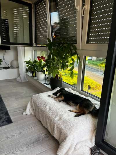 Hund akzeptiert neue Couch nicht-Beitrag-Bild