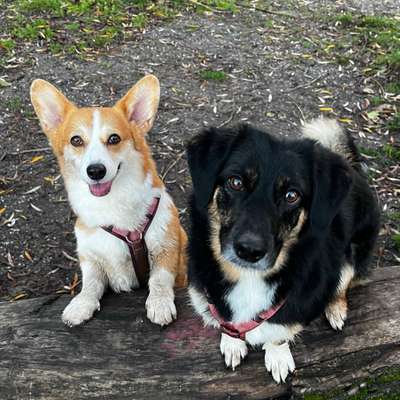 Hundetreffen-Gemeinsame Spaziergänge-Bild