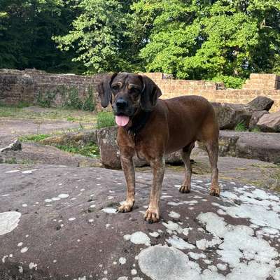 Hundetreffen-Gemeinsame Spaziergänge-Bild