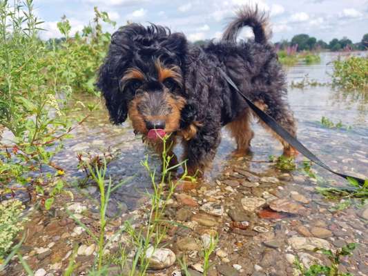 Hundetreffen-Spielgefährte für Aussiedoodle-Welpen-Bild