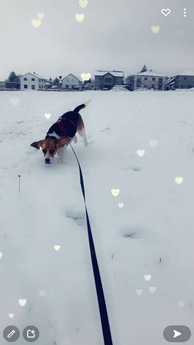 Fotochallenge 61 ~ Schnee-Beitrag-Bild