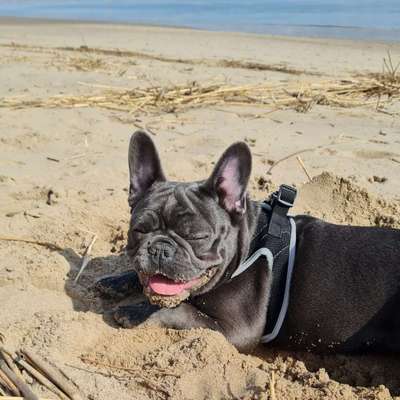 Französische Bulldoggen-Beitrag-Bild