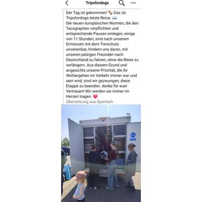 aktuelles Foto Gruppe Hunde aus dem Tierschutz
