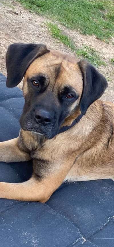 Wurfgeschwister gesucht Belgischer Schäferhund /Boxer mix-Beitrag-Bild