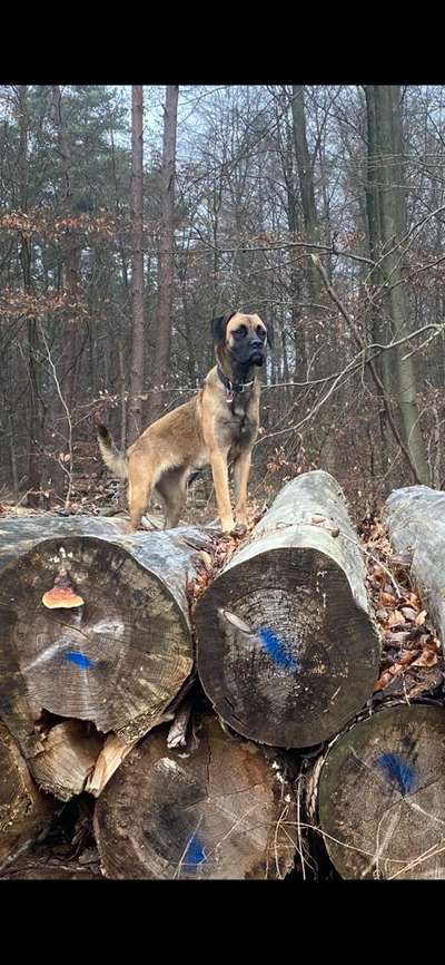 Wurfgeschwister gesucht Belgischer Schäferhund /Boxer mix-Beitrag-Bild