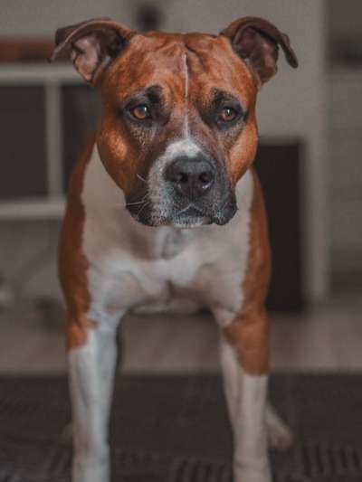"Bulligere Arten" auch hier? :) Amstaff etc..-Beitrag-Bild