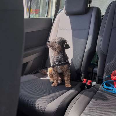 Hundetreffen-Spazieren und Spielen-Bild