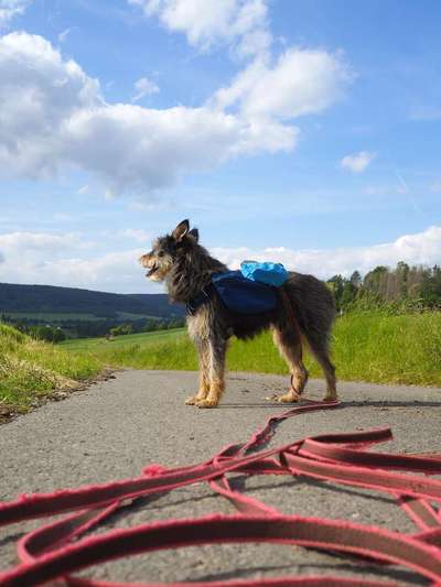Challenge 41 - Mein Hund im Urlaub-Beitrag-Bild