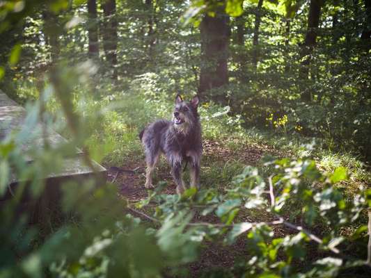 Podencomischling oder Podenco-Beitrag-Bild
