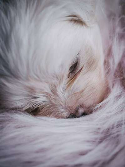 Welpenfotos-Beitrag-Bild