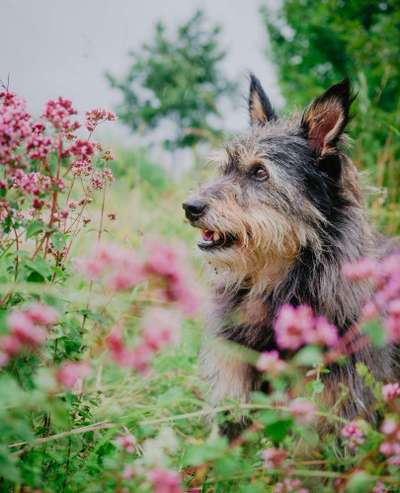 Foto's und Hundemodels-Beitrag-Bild