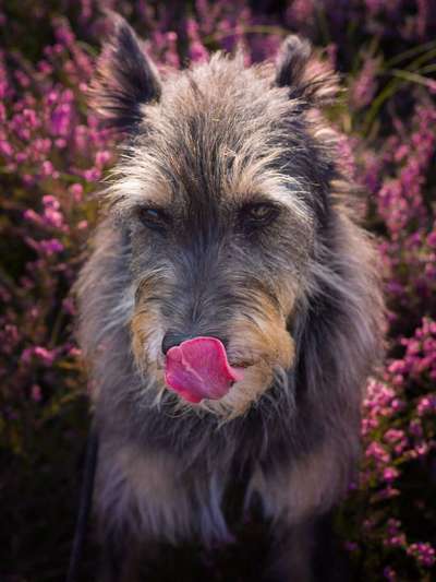 Fotochallenge Nr. 59 - Mein Hund zeigt die Zunge-Beitrag-Bild