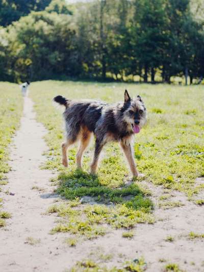 Hund aus dem Spanischen Tierschutz-Beitrag-Bild