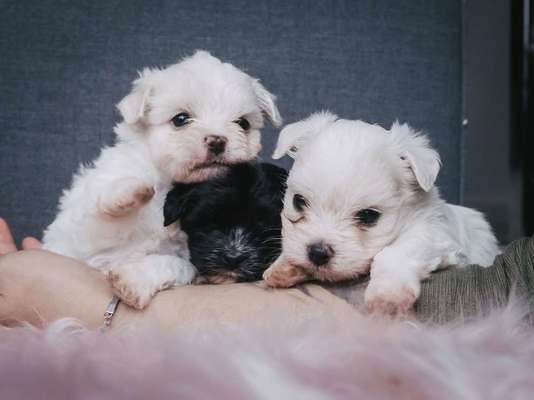 Welpenfotos-Beitrag-Bild