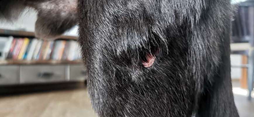 Angeblich ein Abszess-Beitrag-Bild