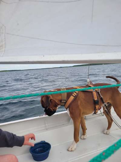 Deutsche Boxer-Beitrag-Bild