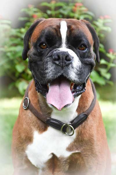 Unsere Fellnasen im Regenbogenland-Beitrag-Bild