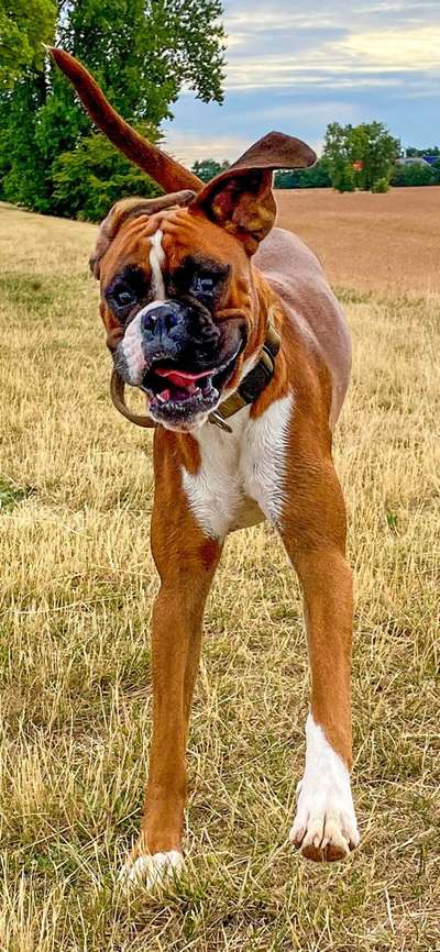 Dogorama Photo Challenge - Hunde in Action-Beitrag-Bild