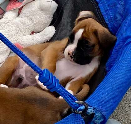 Vom Welpen zum Hund-Beitrag-Bild