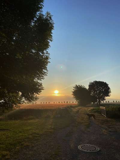 Sonnenaufgang mit Hund-Beitrag-Bild