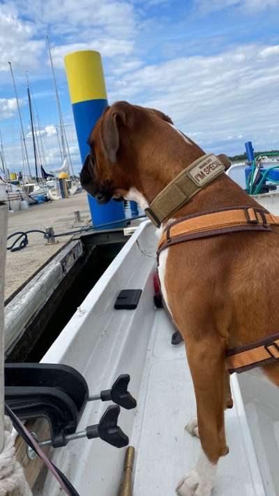 Deutsche Boxer-Beitrag-Bild