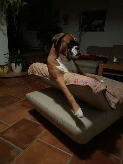 Körbchen / Hundebett-Beitrag-Bild