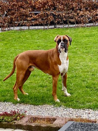 Vom Welpen zum Hund-Beitrag-Bild