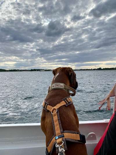 Deutsche Boxer-Beitrag-Bild