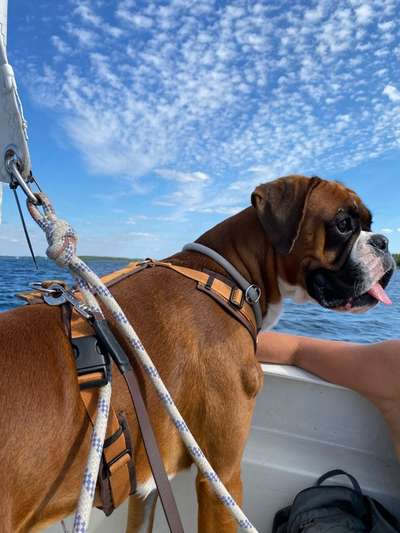 Deutsche Boxer-Beitrag-Bild