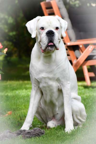 Unsere Fellnasen im Regenbogenland-Beitrag-Bild