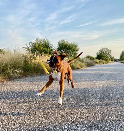 Zeige deinen Schatz mit seinem Lieblingsspielzeug.-Beitrag-Bild