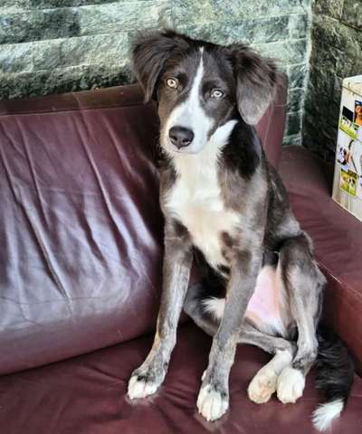 Mischlingshunde Foto Aufruf-Beitrag-Bild