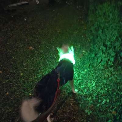 Hundetreffen-Neue Freunde kennen lernen-Bild