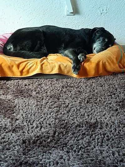 euer ältester Hund ?-Beitrag-Bild