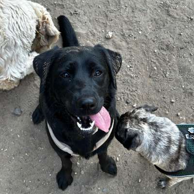 Hundetreffen-Spielfreundinnen und -Freunde gesucht-Bild