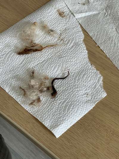 Lagotto Romagnolo Besitzer-Beitrag-Bild